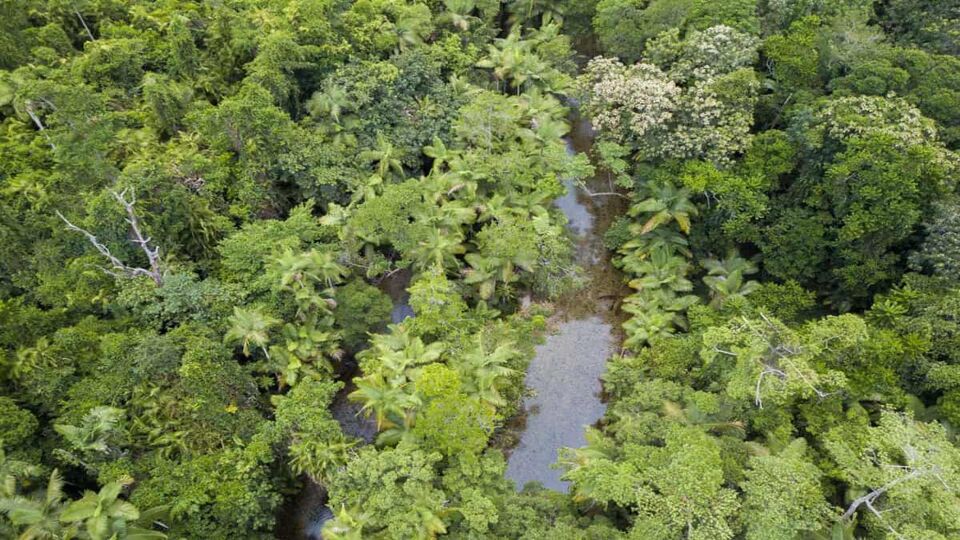 Aerial view of the rainforest and the Mossman River