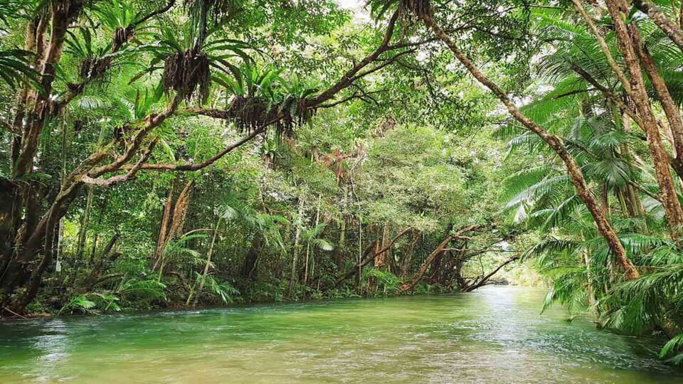 View looking down the river with rainforest on each side