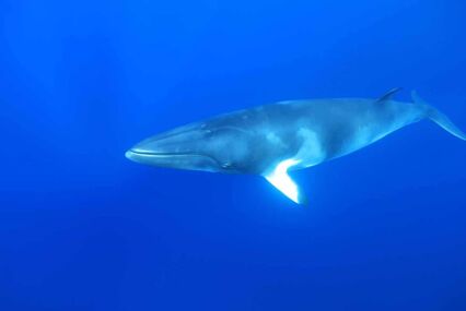 Dwarf minke whale (Balaenoptera acutorostrata) underwater in the Great Barrier Reef