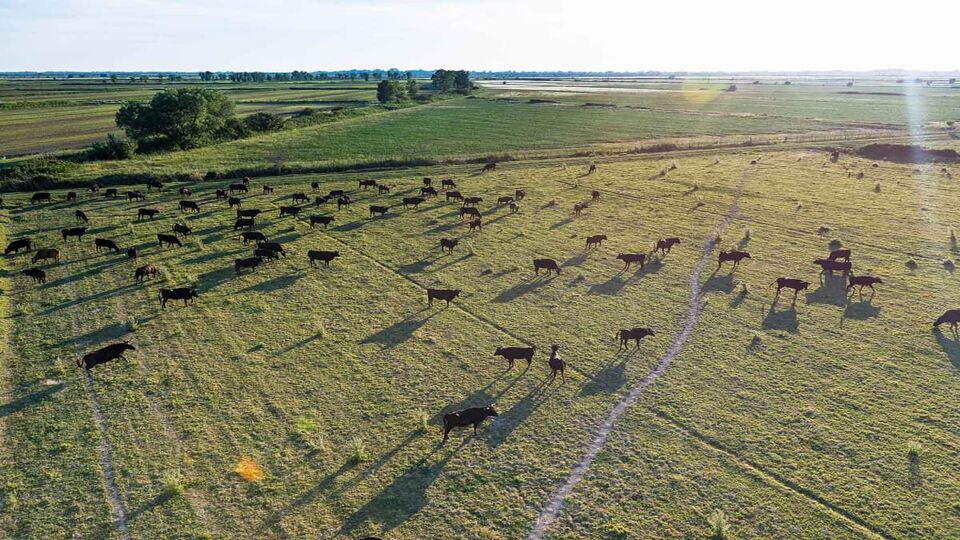 Cattle spread out in a green field