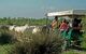 A group of tourists in a vehicle watching a white horse