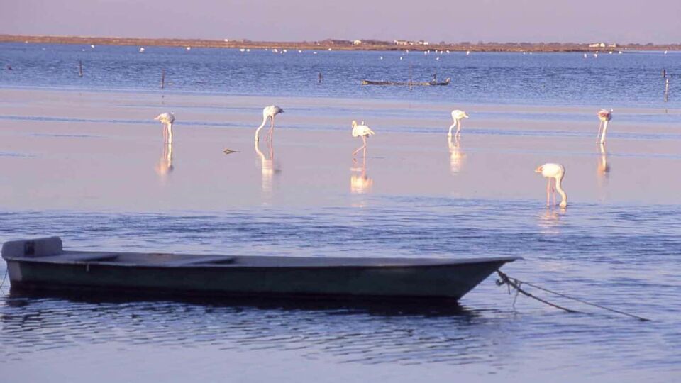 A flock of pink flamingos standing in water, with a shallow boat in the foreground
