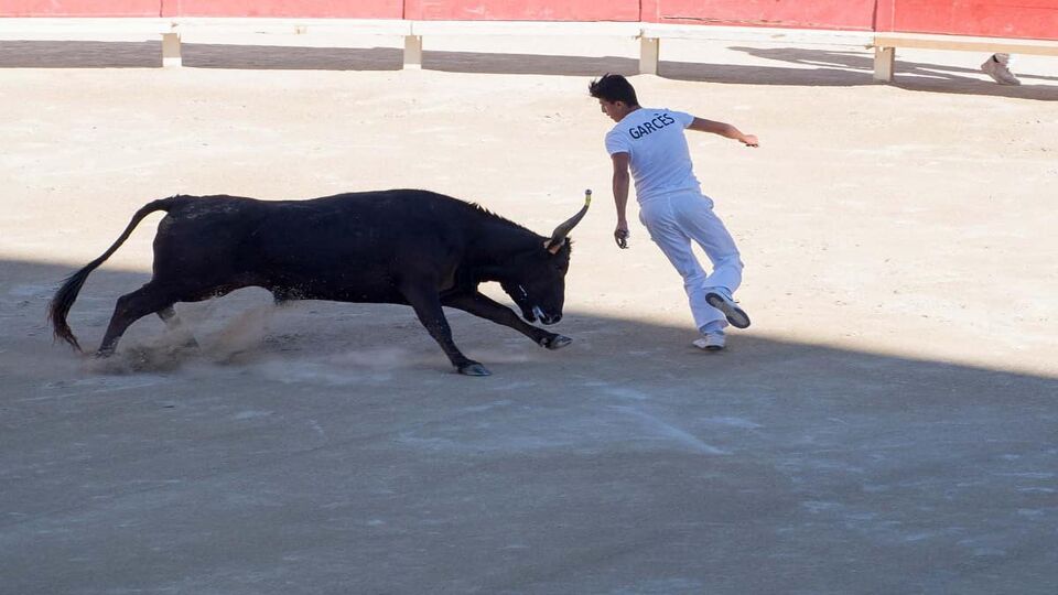The participant, or raseteur, participating in the course camarguaise in the old amphitheatre in Arles, France being chased by a bull.