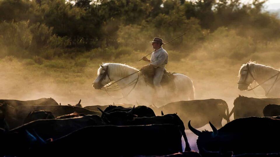 French cowboy on a horse amid cattle in the camargue, with dust clouds billowing around