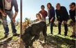 Close up of a labrador dog digging in the ground for truffles as people watch