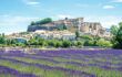 Lavender fields with buildings behind them