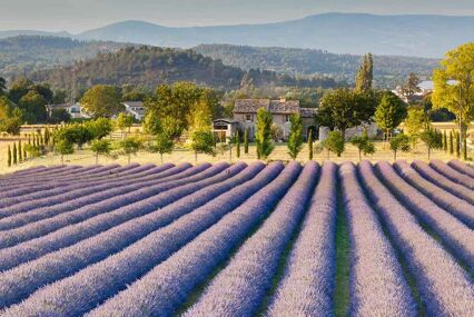 Lavender fields in front of houses and hills
