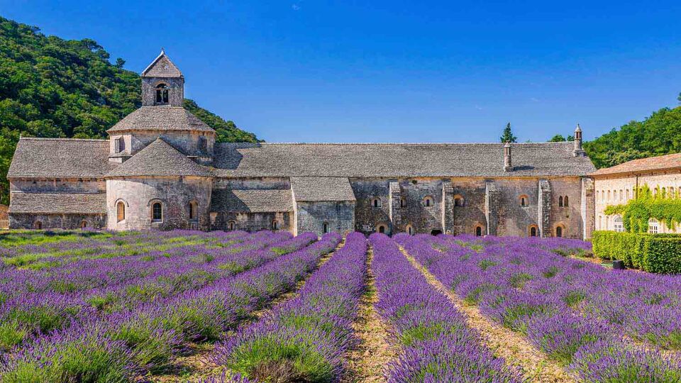 Lavender fields in front of buildings
