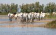Herd of white horses on flooded marshland