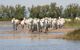 Herd of white horses on flooded marshland