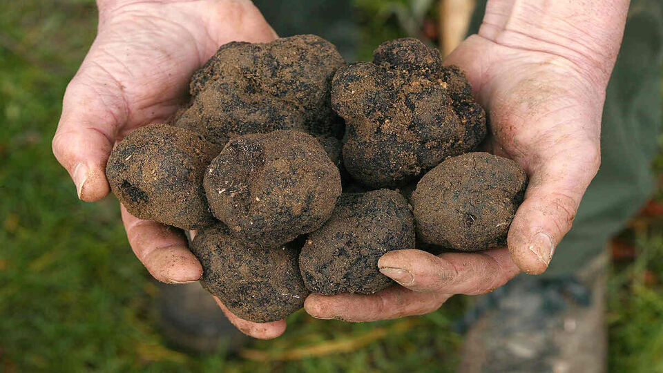 hands holding truffles