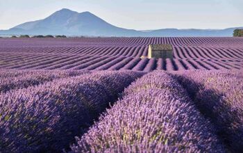 Fields of lavender