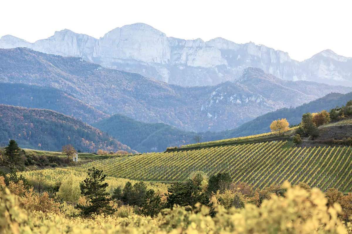 Landscape photo of vineyards with mountains behind