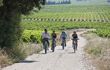 Group of four cycling through a vineyard