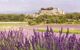 View over lavender fields with a small village behind