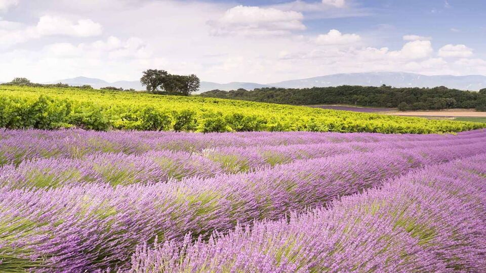 View of lavender fields