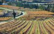 autumn vineyard landscape
