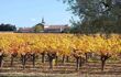vineyard in autumn with yellow leaves on vines