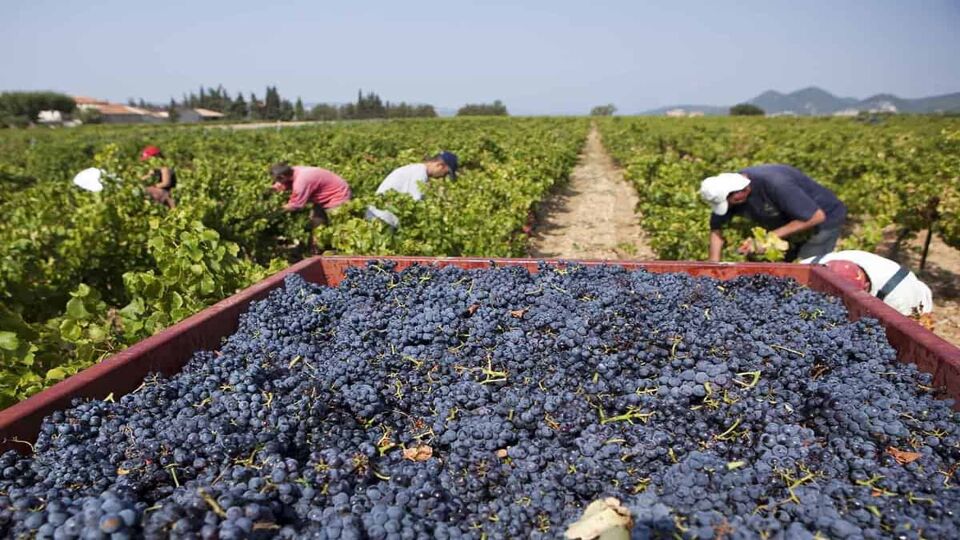 People collecting grapes in background, foreground is a lorry full of black grapes