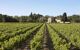 View of a vineyard with small buildings in rear