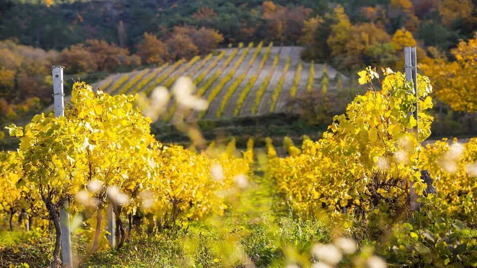 Landscape photo of vineyards