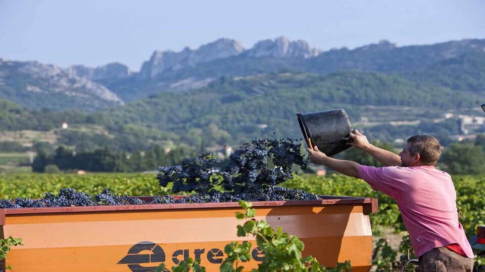 Man emptying bucket of grapes into a van during the wine harvest