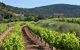 View from ground of a vineyard and small buildings