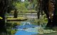 Lily pads on pond water