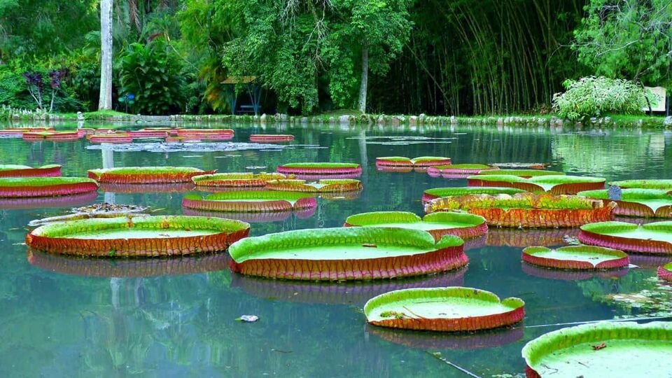 Lily pads on fountain