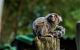 Primate on wooden post in jungle