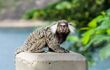 Primate on concrete pillar