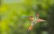 Humming bird up close