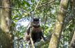 Primate sits in tree branches
