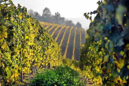 Frascati Wine Region