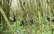 family of gorillas amid the trees