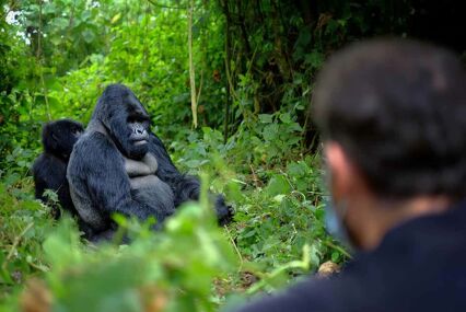 Man looking at a female gorilla sitting under a tree