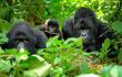 Mum, dad and baby gorilla amidst the trees
