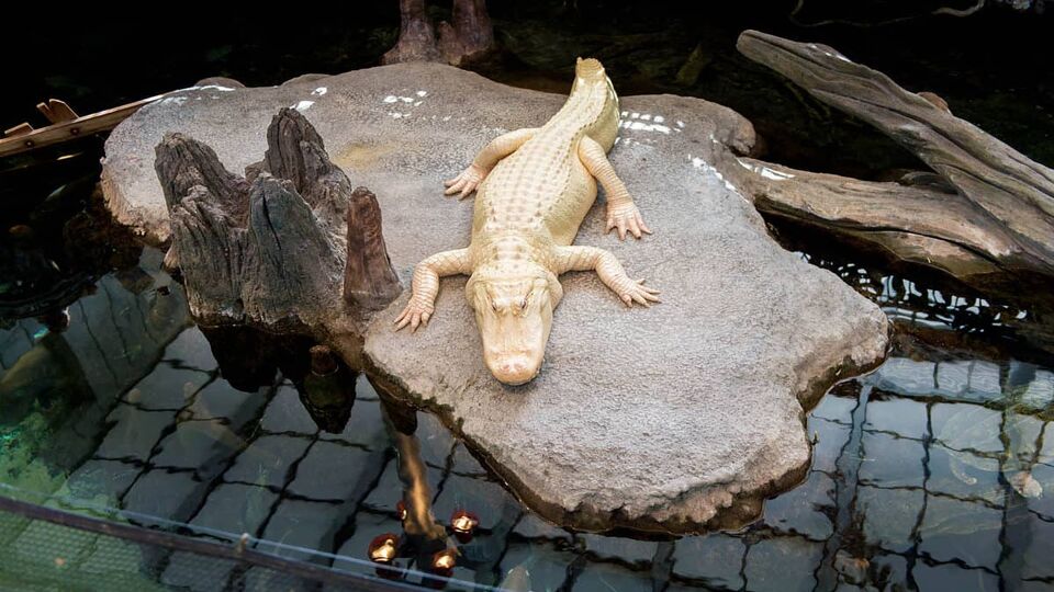 Albino alligator at rest in the California Academy of Sciences