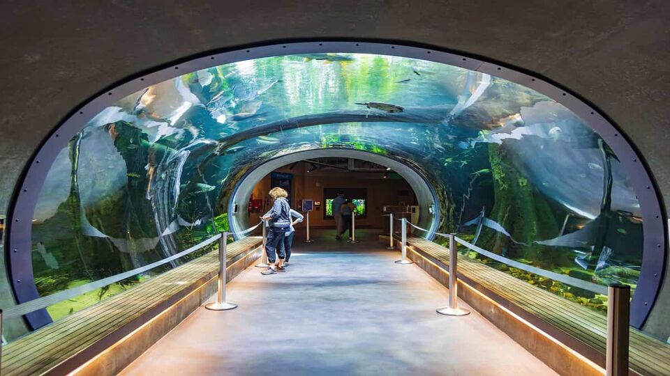 Underground shark tunnel in the California Academy of Sciences
