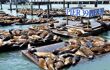 Sealions resting on pier 39 at pier 39 and Fisherman's Wharf