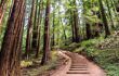small stepped pathway winding through forest in Muir Woods