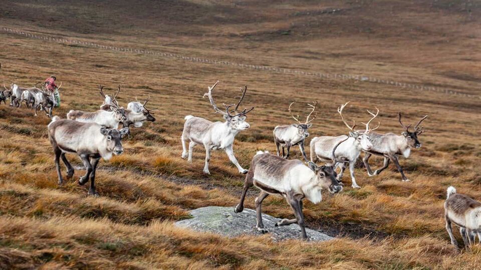 Herd of reindeer coming towards the camera on a bleak hillside