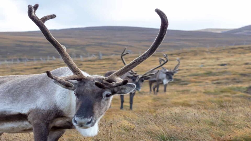 Close up of a reindeer with large antlers