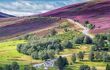 Road passing through colourful, purple heather-laden hills