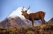 A beautiful red stag deer close up in front of a snow capped mountain