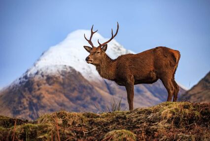 A beautiful red stag deer close up in front of a snow capped mountain