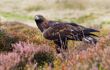 Close up of a beautiful golden eagle standinng in heather