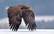 A sea eagle in flight