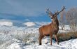 A close up of a red stag in his prime, with snowy mountains all around
