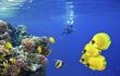 Female Scuba Diver and School of Tropical Fish on Red Sea coral reef at Ras Mohammed